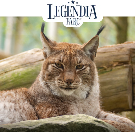 lynx de Sibérie