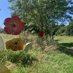 Coquelicots